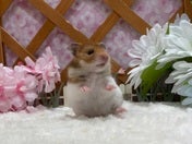 ゴールデンハムスター
