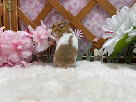 個性のある模様が可愛いです😆是非お気に入りのコを探してみてください💗