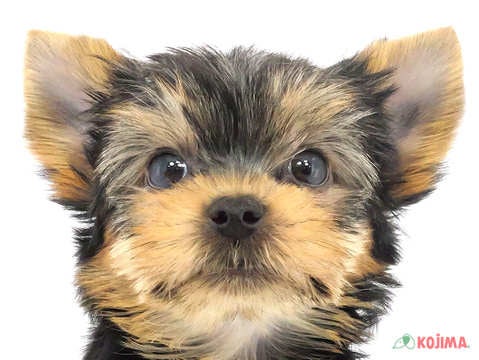 東京都のヨークシャーテリア (コジマ国分寺店/2025年2月10日生まれ/男の子/スチールブルータン)の子犬