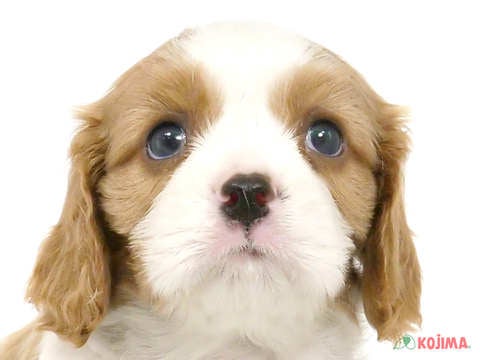千葉県のキャバリアキングチャールズスパニエル (コジマウエルケアセンター/2025年2月11日生まれ/男の子/ブレンハイム)の子犬