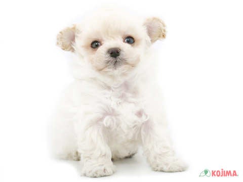 2025/04/11撮影　ふわふわな姿がかわいいです('ω')