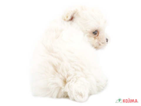 2025/04/11撮影　ぜひ会いに来てね🐾