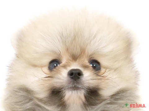 茨城県のポメラニアン (コジマイーアスつくば店/2025年2月10日生まれ/男の子/オレンジ)の子犬