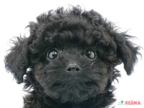 埼玉県のトイプードル(トイ) (コジマ和光店/2025年2月10日生まれ/女の子/ブラック)の子犬