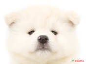 秋田犬