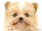 ハーフ犬（ポメプー）