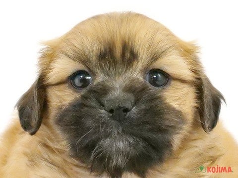 千葉県のハーフ犬・ミックス犬 (コジマ四街道店/2025年2月9日生まれ/女の子/ゴールド)の子犬