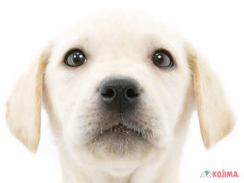 千葉県のラブラドールレトリーバー (コジマアリオ蘇我店/2025年2月8日生まれ/男の子/イエロー)の子犬