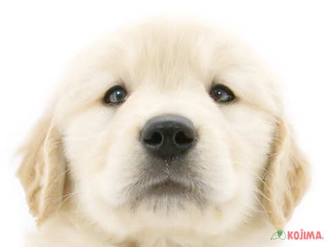 東京都のゴールデンレトリバー (コジマアリオ亀有店/2025年2月12日生まれ/男の子/ゴールデン)の子犬