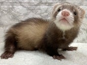 マーシャルフェレット