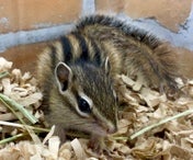 シマリス