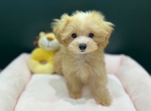 2025/04/12 そんな見つめられると照れちゃいます☺️💕