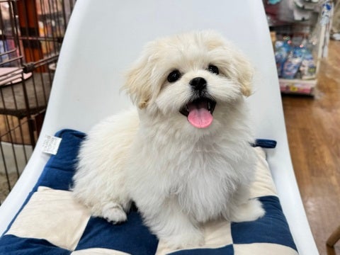 4/13撮影🐶