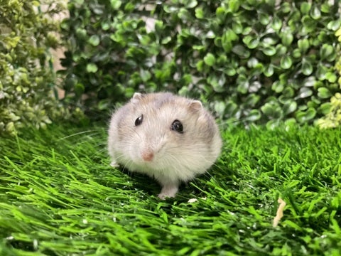 2025/03/31撮影　※写真はイメージです📸