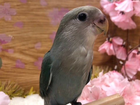 【4月13日撮影】ニギニギされるの大好き💕
