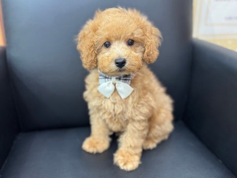 ブラッシング上手にできます🐶♡（2025.4/14撮影📸）