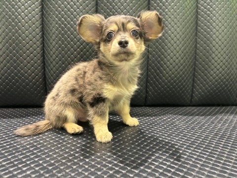 4/16撮影♬　会いに来てね🐾
