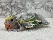 コザクラインコ ヒナ (色変わり)