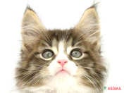 ノルウェージャン・フォレスト・キャット