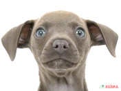 ハーフ犬（イタピン）