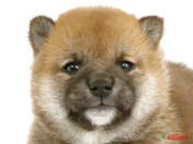 柴犬