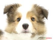 シェットランド・シープドッグ