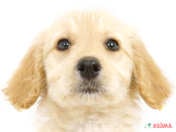 ハーフ犬（ゴールデン・ドゥードゥル）
