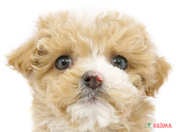 ハーフ犬（マルプー）