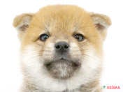 柴犬