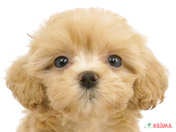 ハーフ犬（マルプー）