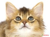 ソマリ