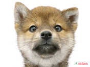 柴犬