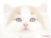 ノルウェージャン・フォレスト・キャット