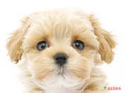 ハーフ犬（マルプー）