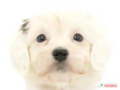 ハーフ犬（マルックス）