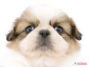 ハーフ犬（ペキズー）