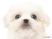 ハーフ犬（マルペキ）