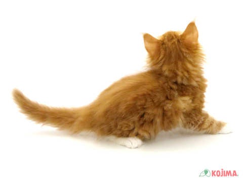2025/05/02撮影　会いに来てね🐾
