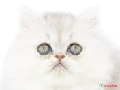 ペルシャ