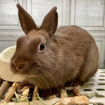 なでなでが大好きな子です🐰🌱💞2025年4月17日撮影📸