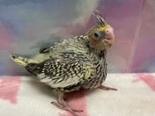 オカメインコ ヒナ (色変わり)