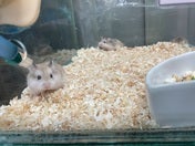 ロボロフスキーハムスター
