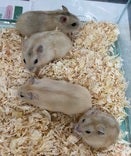 イエロージャンガリアンハムスター