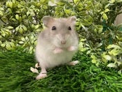サファイアブルーハムスター