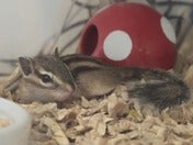 シマリス