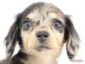 ハーフ犬（チワックス）