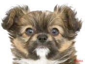 ハーフ犬（チワパピ）