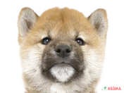 柴犬