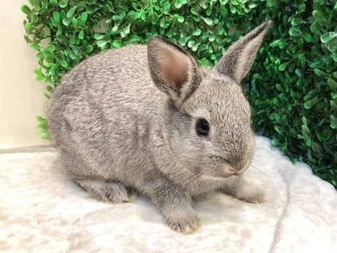 ぴょこっ
