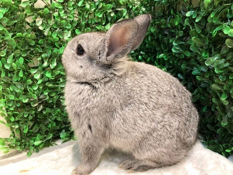 とことこ…